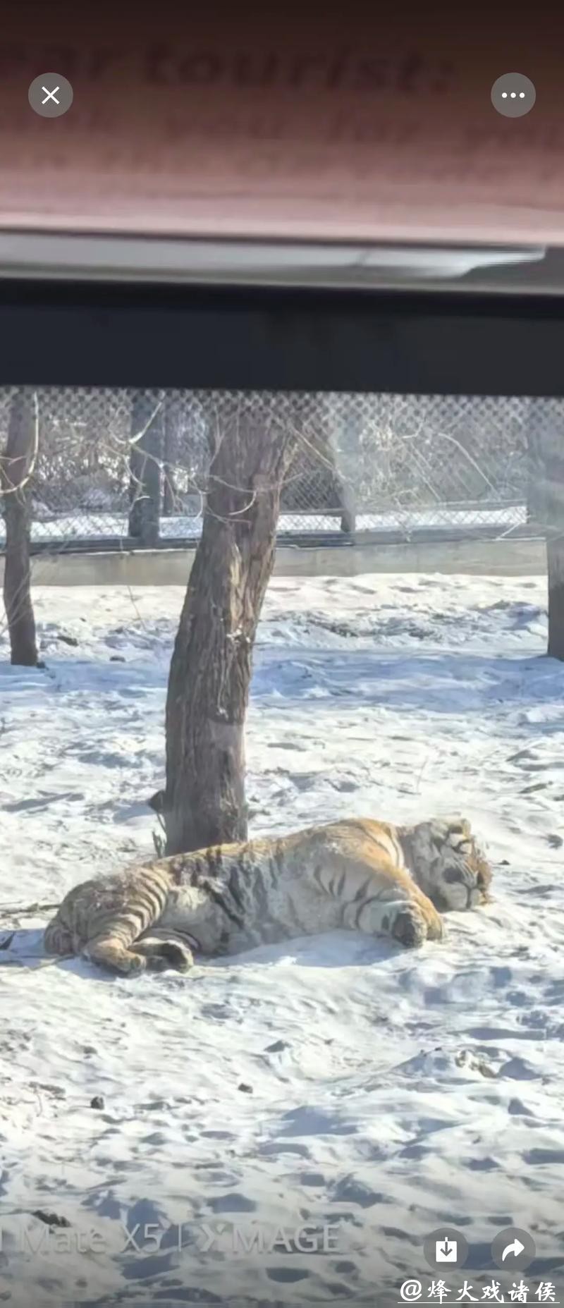 高冷东北虎变雪地“喵星人”:打滚摔跤萌翻全场 高冷东北虎变雪地“喵星人”:打滚摔跤萌翻全场